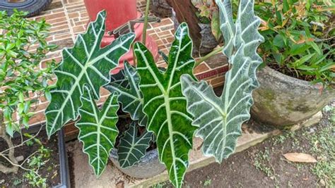 moisture meter alocasia|do alocasia like soggy soil.